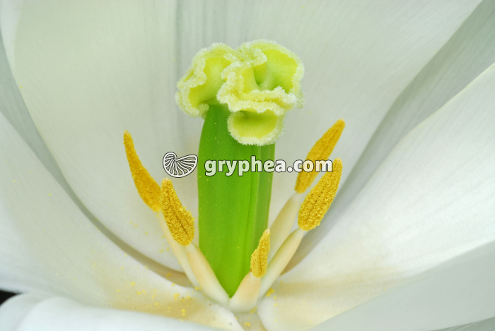 Tulipe blanche - détail du pistil et des étamines - gryphea.com